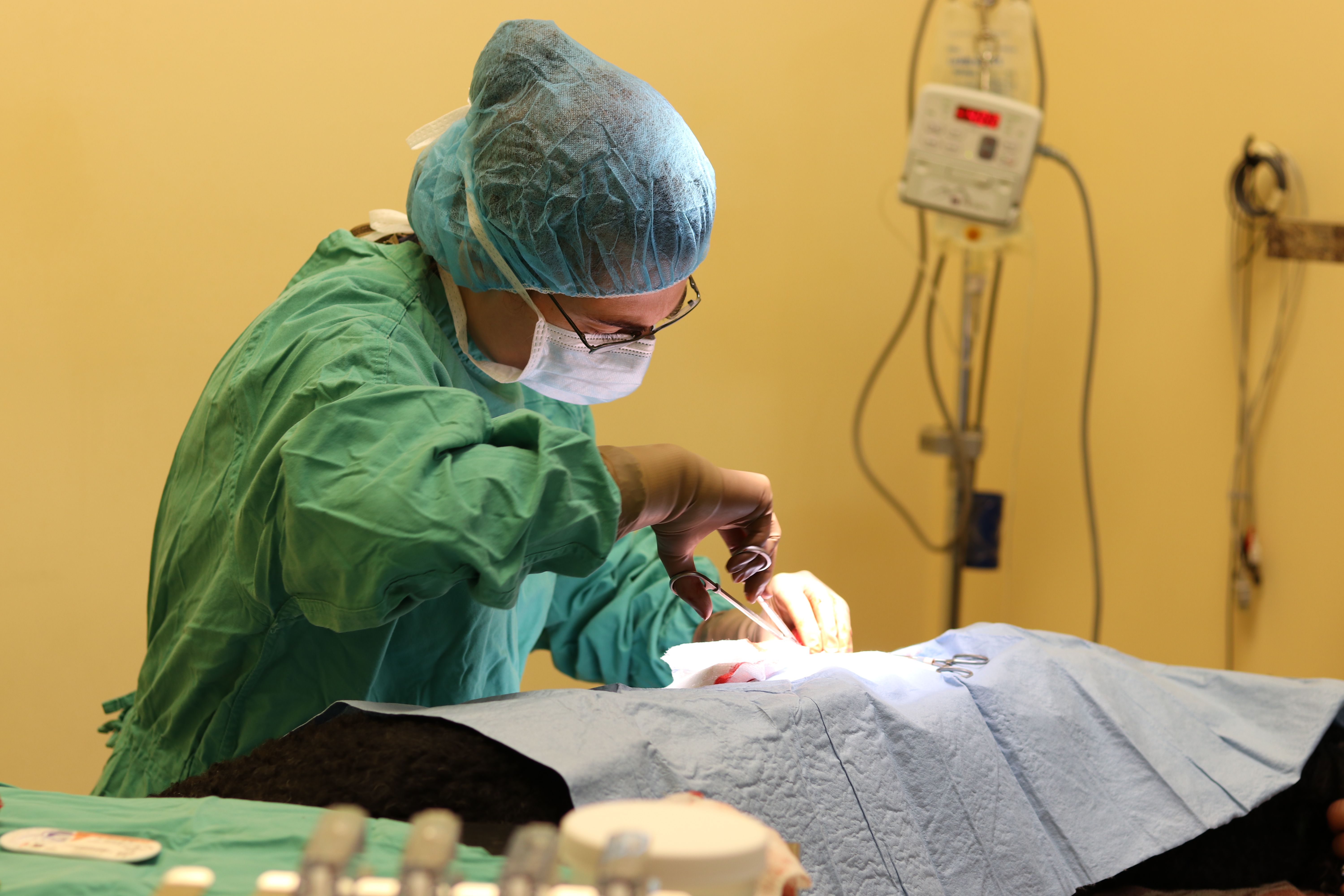 Vet performing an operation