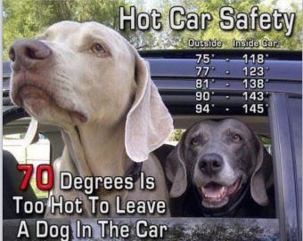Hot Car Safety, outside and inside car temperature conversion chart