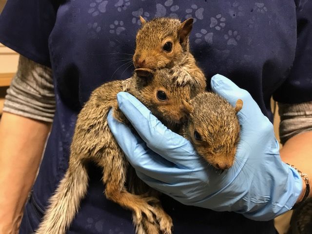 A group of baby squirrels
